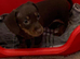 2 boys 3 girls dachshund for sale
