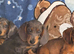 Beautiful dachshunds 2 left