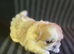KC Lilac Fawn Parti Pekingese