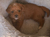 Sporting Lucas terrier cross toy poodle