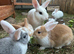 Baby rabbits looking for forever home
