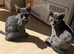 2 beautiful russian blue female kittens