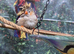 Zebra finch