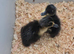 Day old mixed ducklings