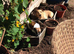 Wanted female puppy Jack Russell im in the Watford Herts area