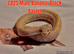 Ball pythons