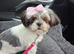 KC Reg Shih Tzu bitch