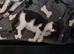 Beautiful kittens READY NOW