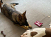 Working bloodline German shepered