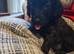 Bedlington whippet x cocker spaniel