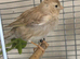 Beautiful canaries for sale