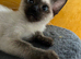 Female Siamese kitten