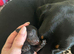 8 Adorable Sausage Pups Ready for Their Forever Homes