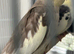 Beautiful baby cockatiels