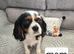 KC CAVALIER KING CHARLES TRI GIRL AVAILABLE
