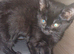 2 kittens girl