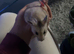 Grey Male Syrian Hamster With Cage + Accessories