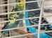 Breeding pair Budgies