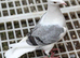 saddle homer pigeons