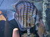 Discus - Breeding pair