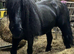 Fell stallion registered