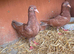 4 pigeons for sale