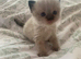 Ragdoll X Persian