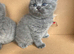 Beautiful kittens