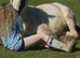Cob X Clydesdale yearling