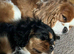 Ruby Cavalier Puppy