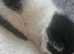 Fluffy kitties ...please look at us