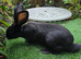 PURE BRED Baby Continental Giant Bucks - READY TO RESERVE