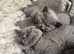Beautiful British short haired kittens