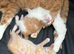 Stunning ginger and white kitten