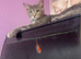 Maine coon boy cross