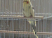 Cockatiel
