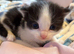Beautiful kittens for sale