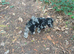 Merle toy poodle