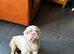 The sweetest gentlest frenchie cross girl