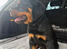 Rottweiler puppies