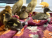 Indian runner duck eggs