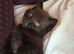 Adorable black boy Persian Cross kitten