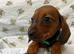 Beautiful Miniature Dachshund puppies for sale