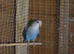 Peach faced lovebirds,pure bred Lincolnshire