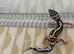 Baby leopard geckos loads of different morphs