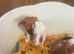 Puppies