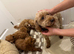 Asian maltipoo