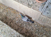 Raceing pigeons