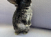 4 English Lop X Netherland Dwarf Babies