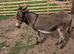 Miniature Mediterranean donkey
